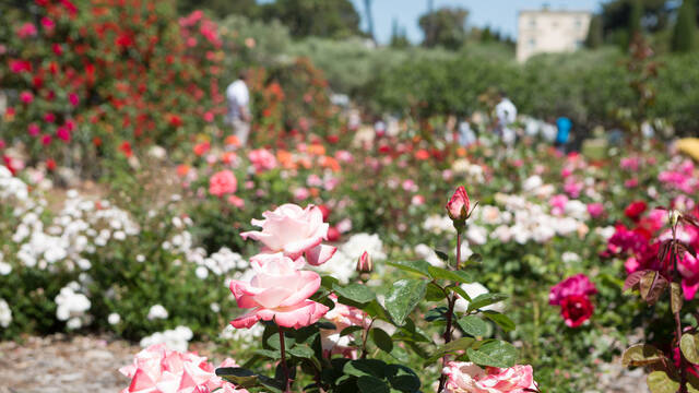 La Roseraie de la Ville Eilenroc ©Mairie d'Antibes J. Bayle