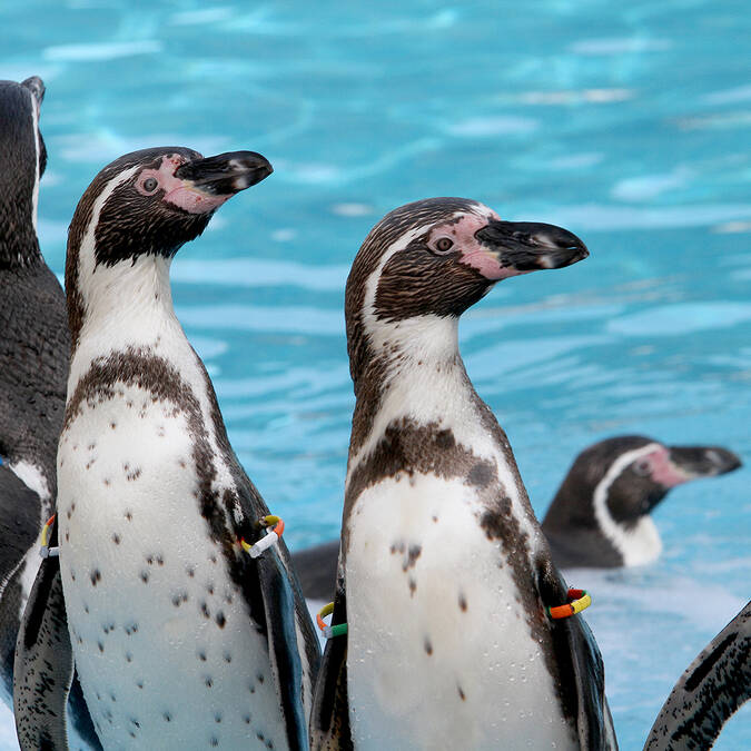 Penguins of Humboldt ©Marineland