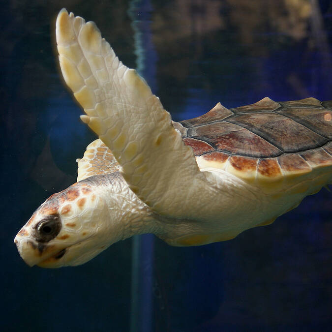 Couanne turtle ©Marineland